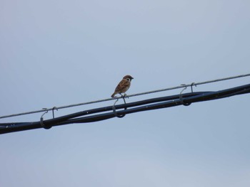 Eurasian Tree Sparrow 中村川 Sat, 10/21/2023