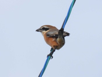 Bull-headed Shrike 中村川 Sat, 10/21/2023