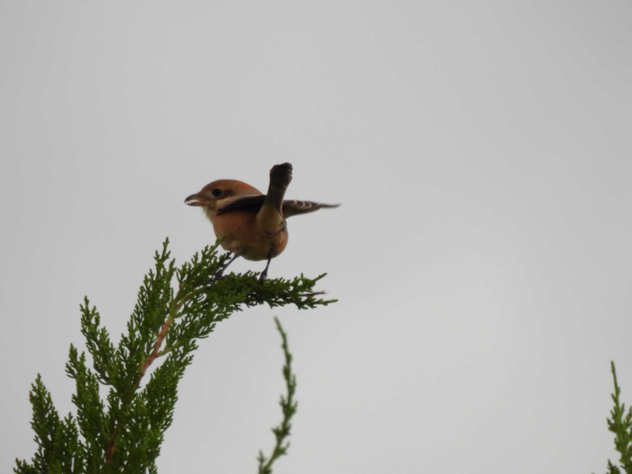 Bull-headed Shrike