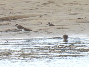 Kentish Plover 安濃川河口 Sat, 10/21/2023