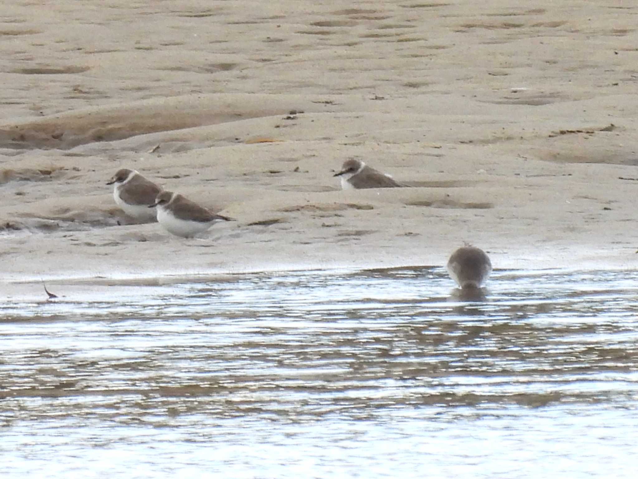 Photo of Kentish Plover at 安濃川河口 by aquilla