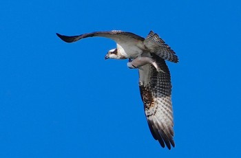 2023年10月21日(土) 大和川河口の野鳥観察記録