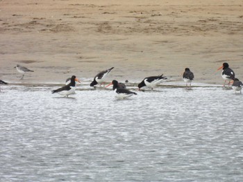 Eurasian Oystercatcher 安濃川河口 Sat, 10/21/2023