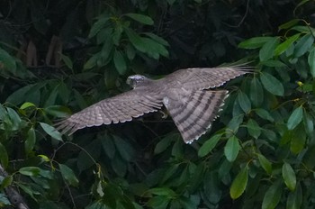 Sat, 10/21/2023 Birding report at 万代池