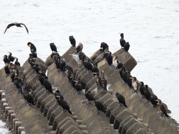 Great Cormorant 安濃川河口 Sat, 10/21/2023