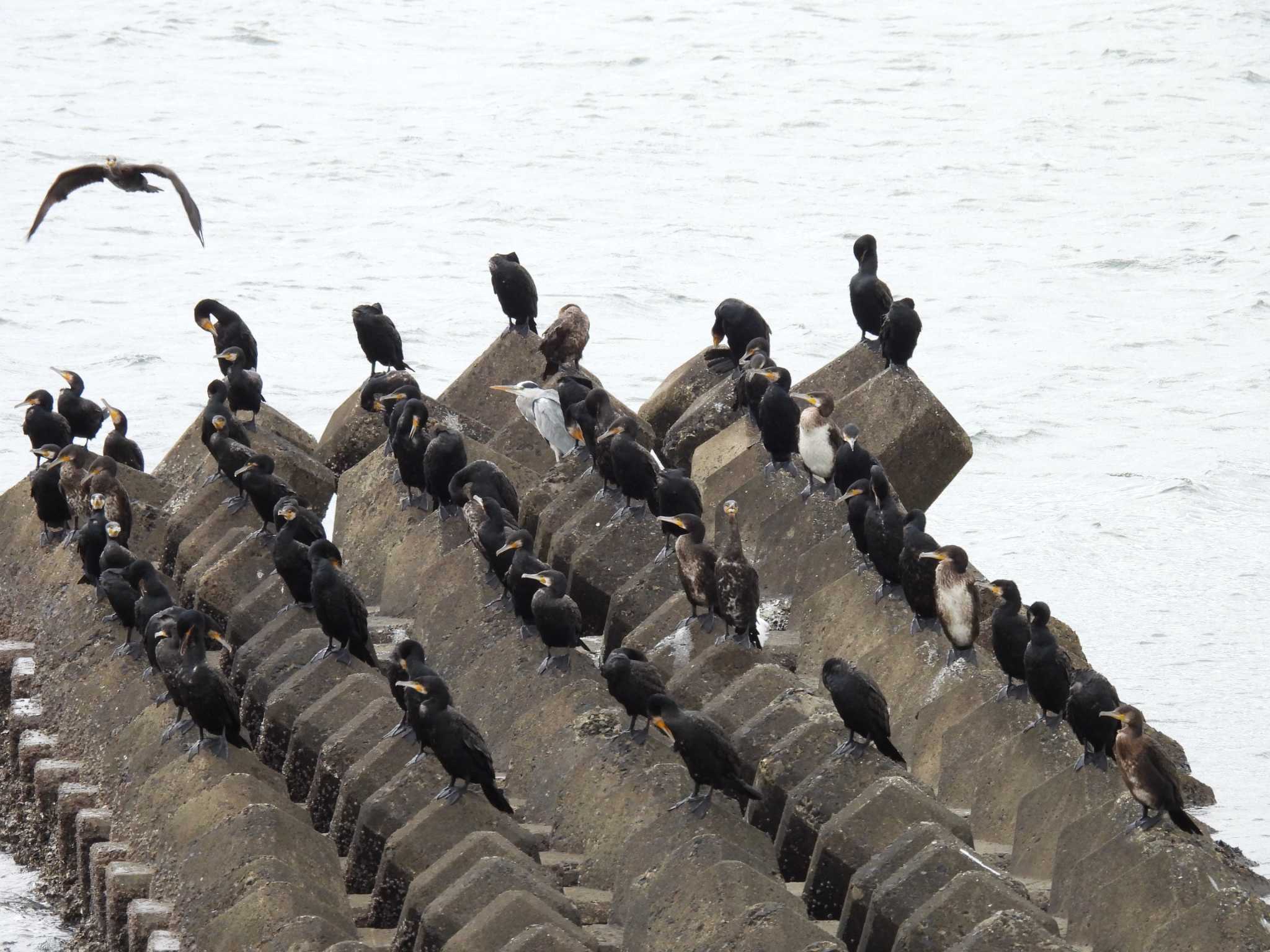 Great Cormorant