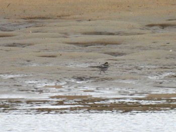 White Wagtail 安濃川河口 Sat, 10/21/2023