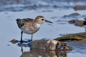 Long-toed Stint Inashiki Sat, 10/14/2023