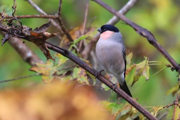 Eurasian Bullfinch Hakodateyama Sat, 10/21/2023