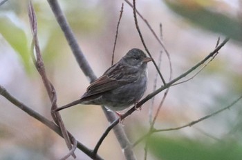 Grey Bunting Hakodateyama Sat, 10/21/2023