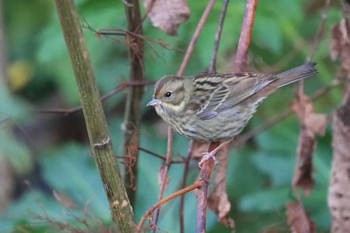 Masked Bunting Hakodateyama Sat, 10/21/2023