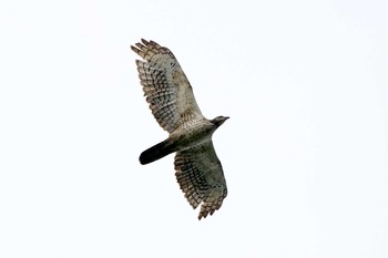 Crested Honey Buzzard Shirakaba-touge Sun, 9/16/2018