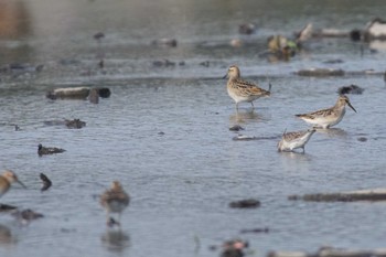 Broad-billed Sandpiper Inashiki Tue, 10/3/2023