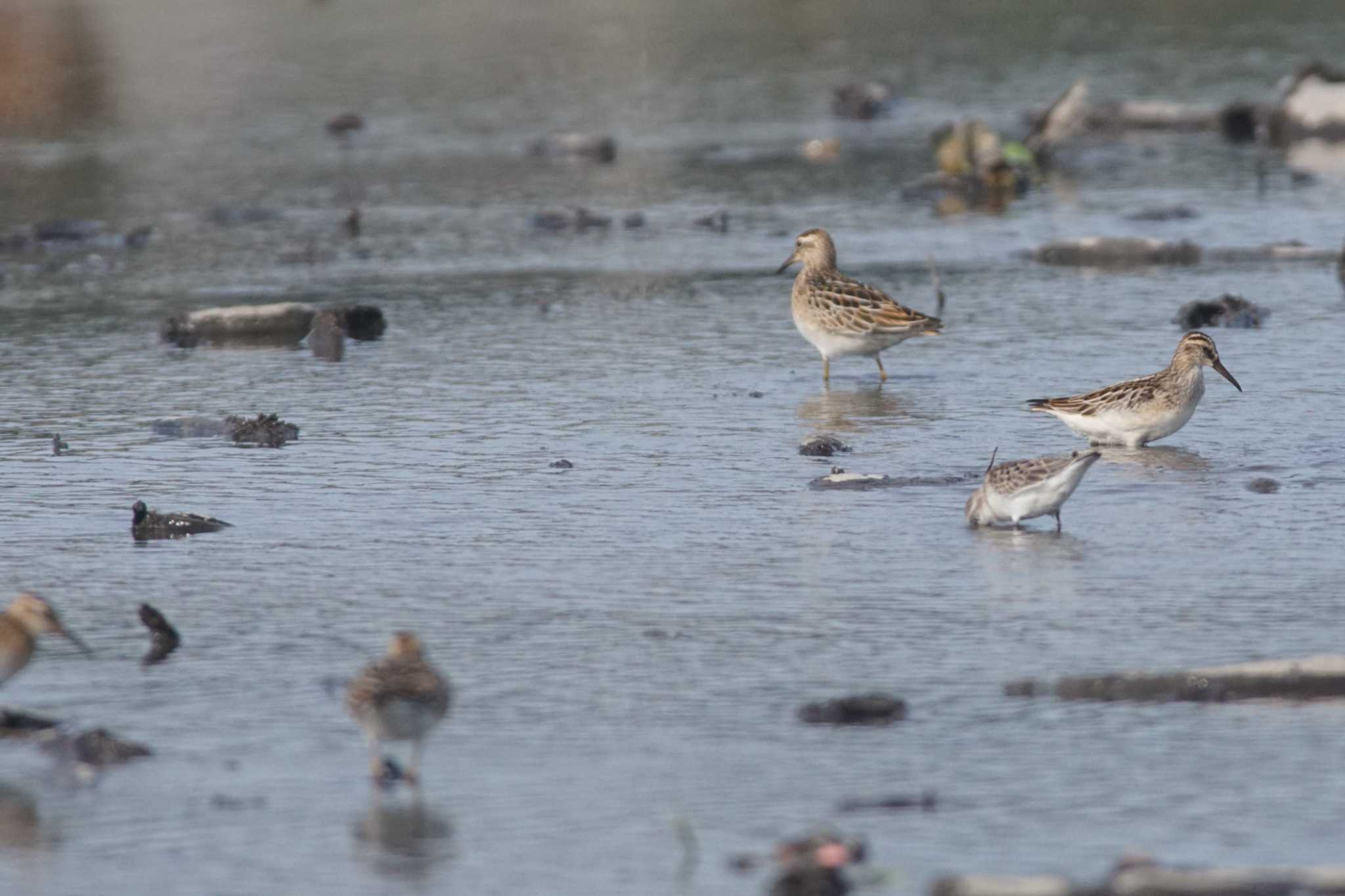 Photo of Broad-billed Sandpiper at Inashiki by bea