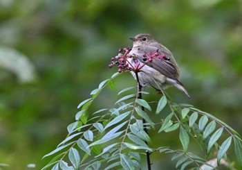 Sat, 10/21/2023 Birding report at 長池公園