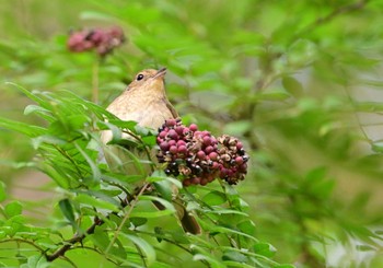 キビタキ 長池公園 2023年10月21日(土)