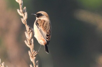 Amur Stonechat 岡山旭川 Thu, 10/19/2023