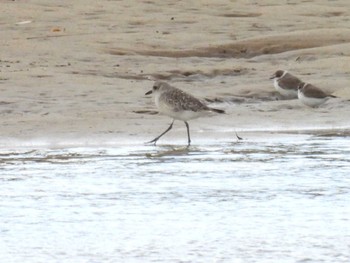 Grey Plover 安濃川河口 Sat, 10/21/2023