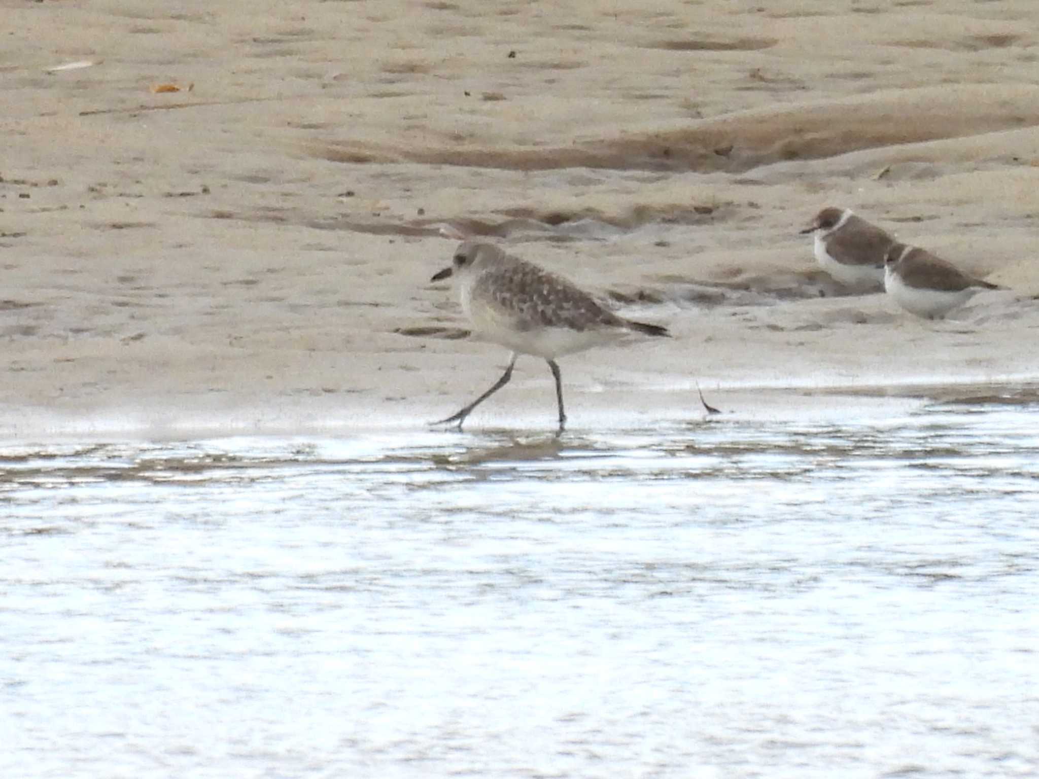 Grey Plover