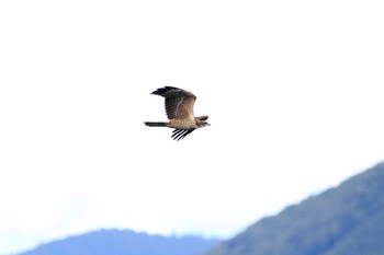 Crested Honey Buzzard Shirakaba-touge Sun, 9/16/2018