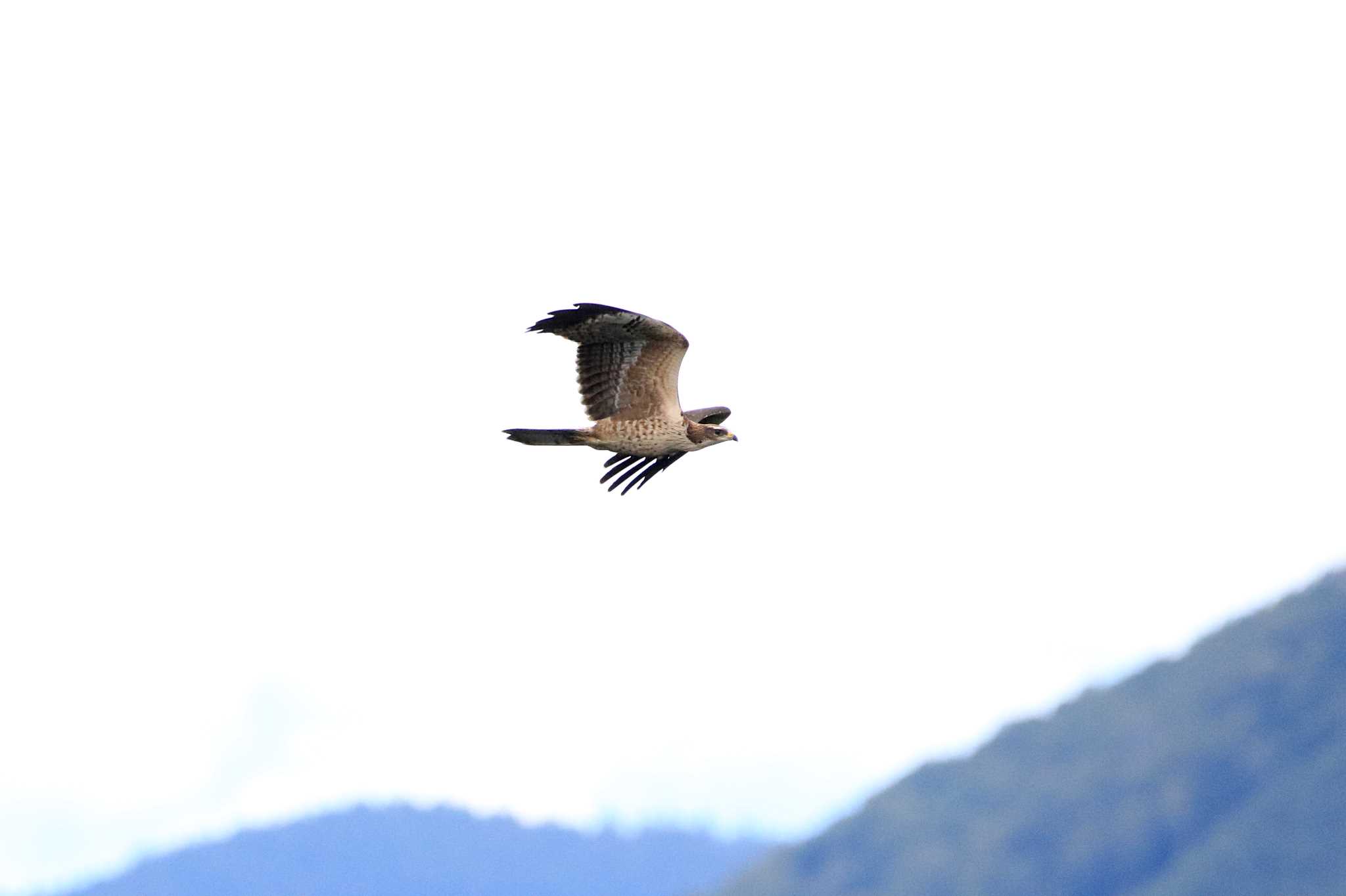 Crested Honey Buzzard