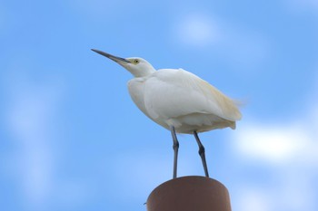 2023年10月21日(土) 新横浜公園の野鳥観察記録