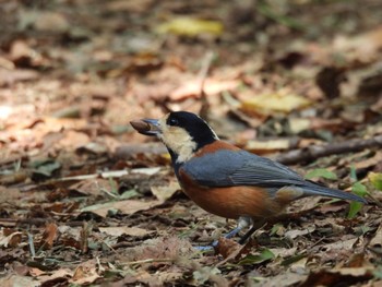 2023年10月21日(土) 小宮公園(八王子)の野鳥観察記録