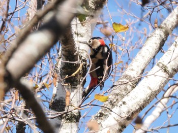 Great Spotted Woodpecker Senjogahara Marshland Wed, 10/18/2023