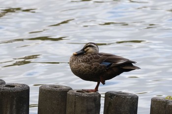 Eastern Spot-billed Duck 大池公園 Sat, 10/21/2023