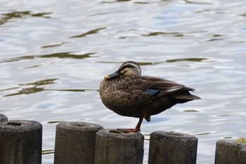 カルガモ 大池公園 2023年10月21日(土)