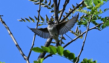 2023年10月21日(土) 葛西臨海公園の野鳥観察記録