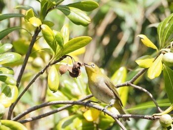 Warbling White-eye Kasai Rinkai Park Sat, 10/21/2023