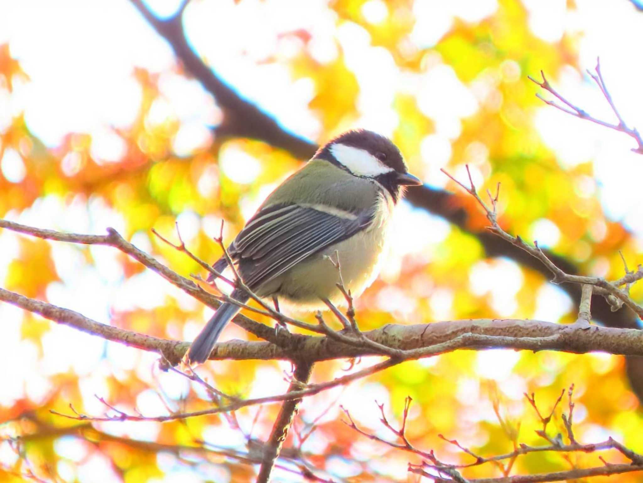 シジュウカラ