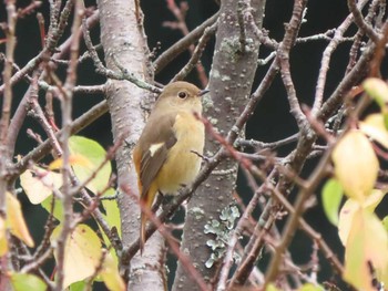 Sat, 10/21/2023 Birding report at Nara Park