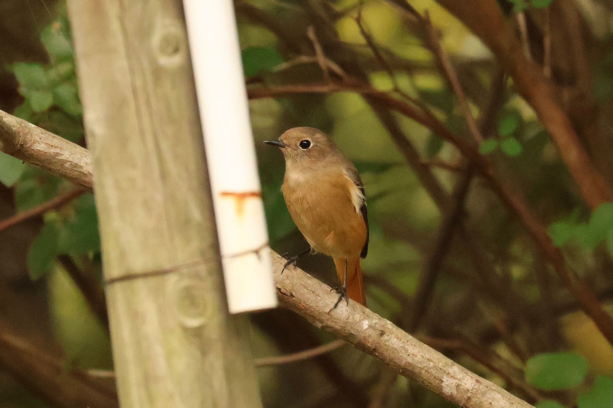 播磨中央公園(兵庫県) ジョウビタキの写真 by zetsubouteacher