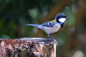 シジュウカラ 西湖野鳥の森公園 2023年10月20日(金)