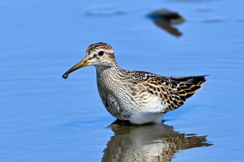 アメリカウズラシギ 場所が不明 2023年10月12日(木)