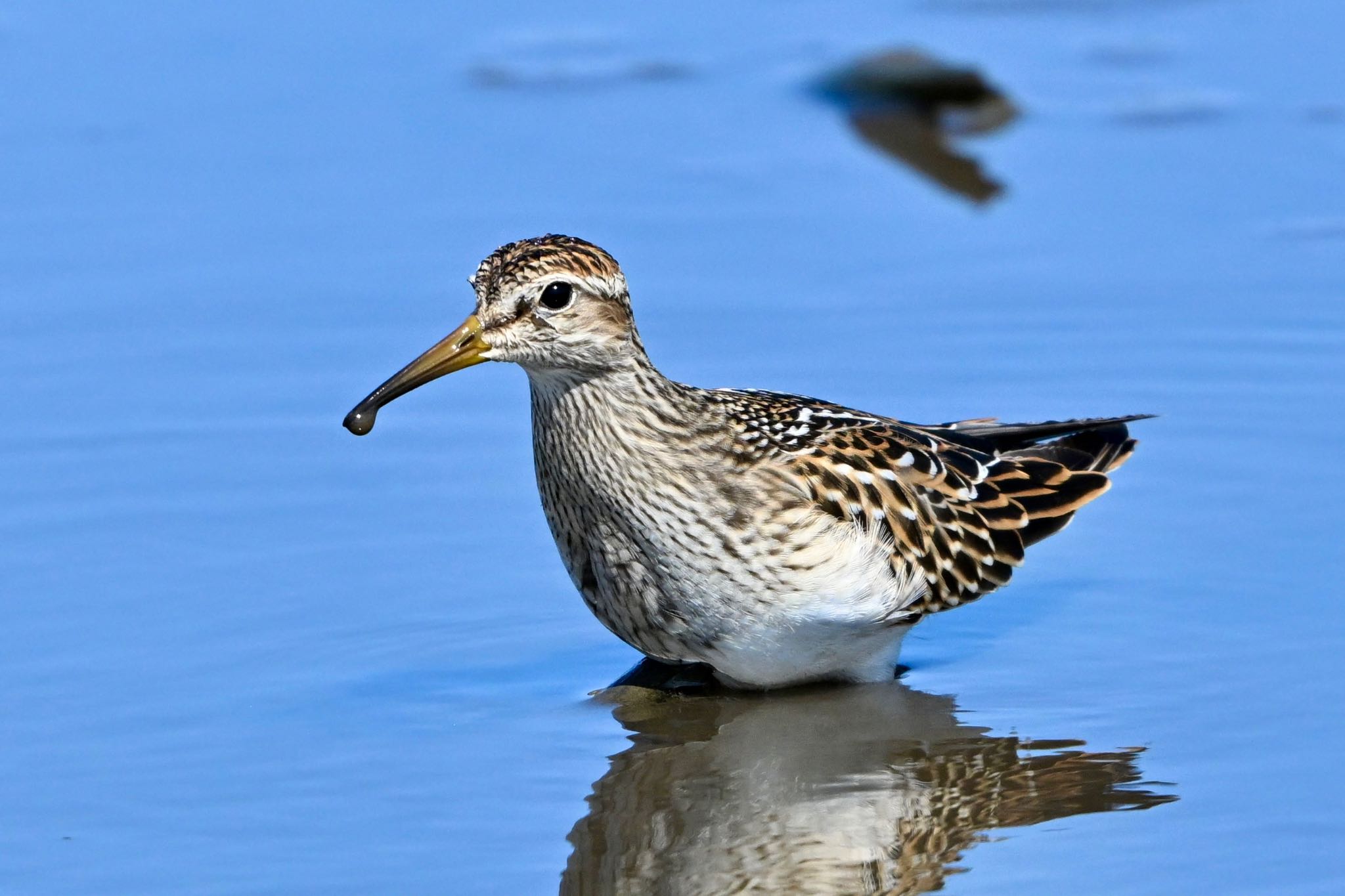 Photo of Pectoral Sandpiper at  by 美妃8