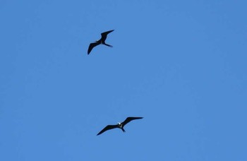 Lesser Frigatebird インドネシア　ハルマヘラ島 Mon, 7/17/2017