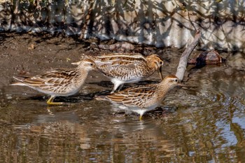 Sharp-tailed Sandpiper Inashiki Sat, 10/14/2023