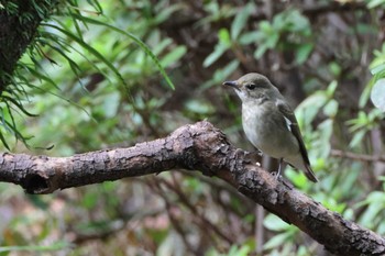 キビタキ 鶴舞公園(名古屋) 2023年10月21日(土)