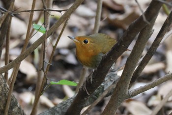 2023年10月21日(土) 鶴舞公園(名古屋)の野鳥観察記録