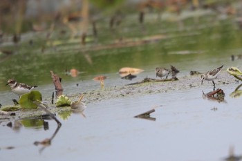 Little Ringed Plover Unknown Spots Sun, 9/23/2018