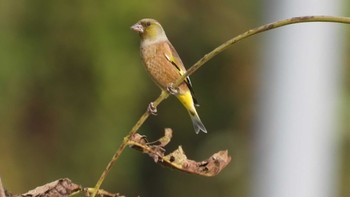 Wed, 10/18/2023 Birding report at 八戸公園(青森県八戸市)