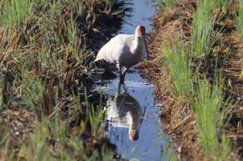 2023年10月14日(土) 佐渡島の野鳥観察記録