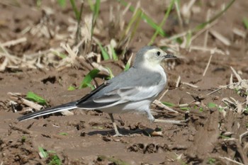 White Wagtail(leucopsis) 佐渡島 Sat, 10/14/2023