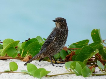 Blue Rock Thrush Yoron Island Tue, 9/25/2018