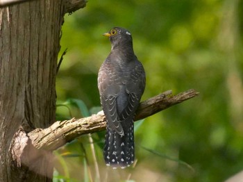 Common Cuckoo Mizumoto Park Sat, 10/21/2023