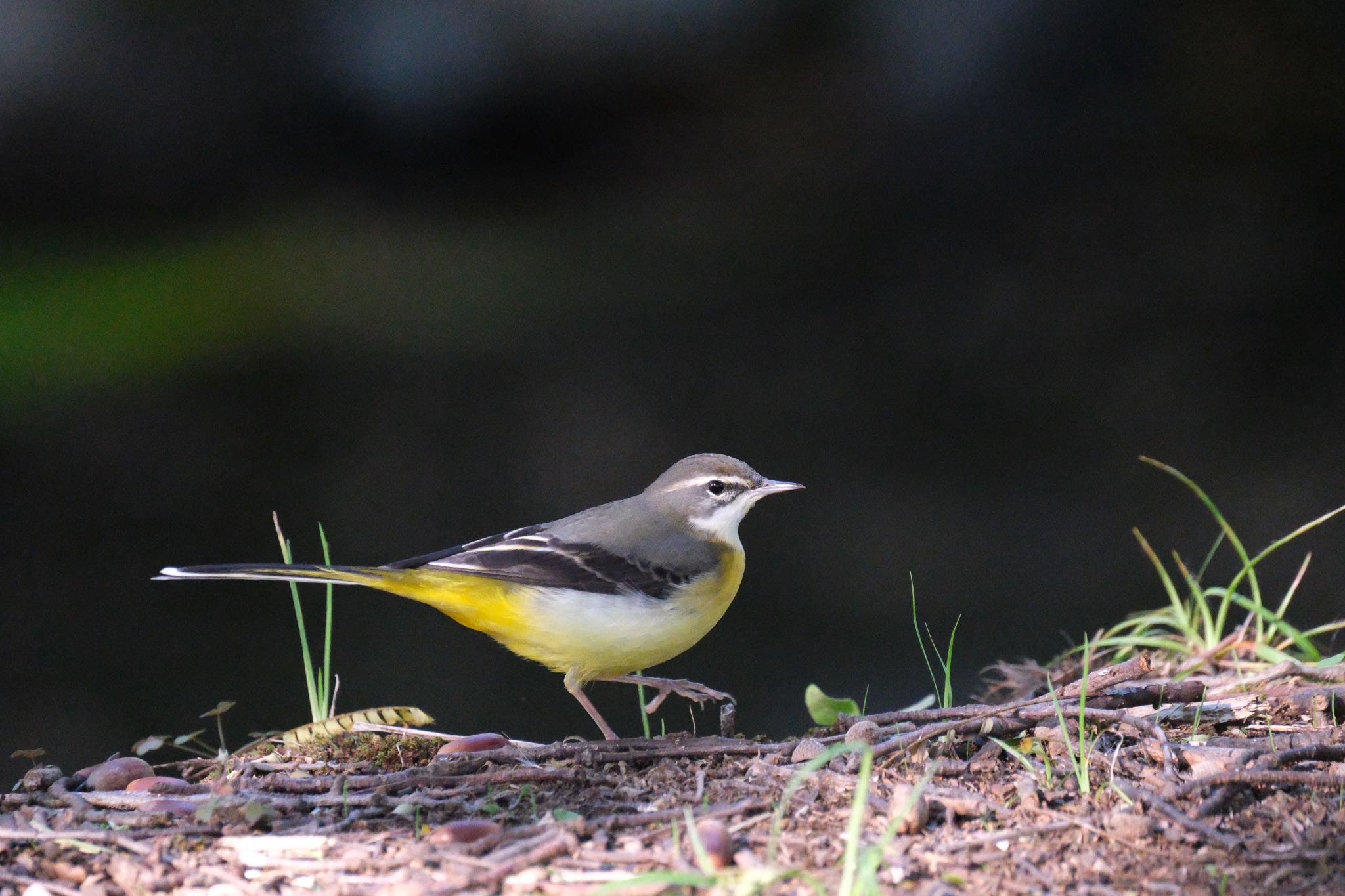 Grey Wagtail