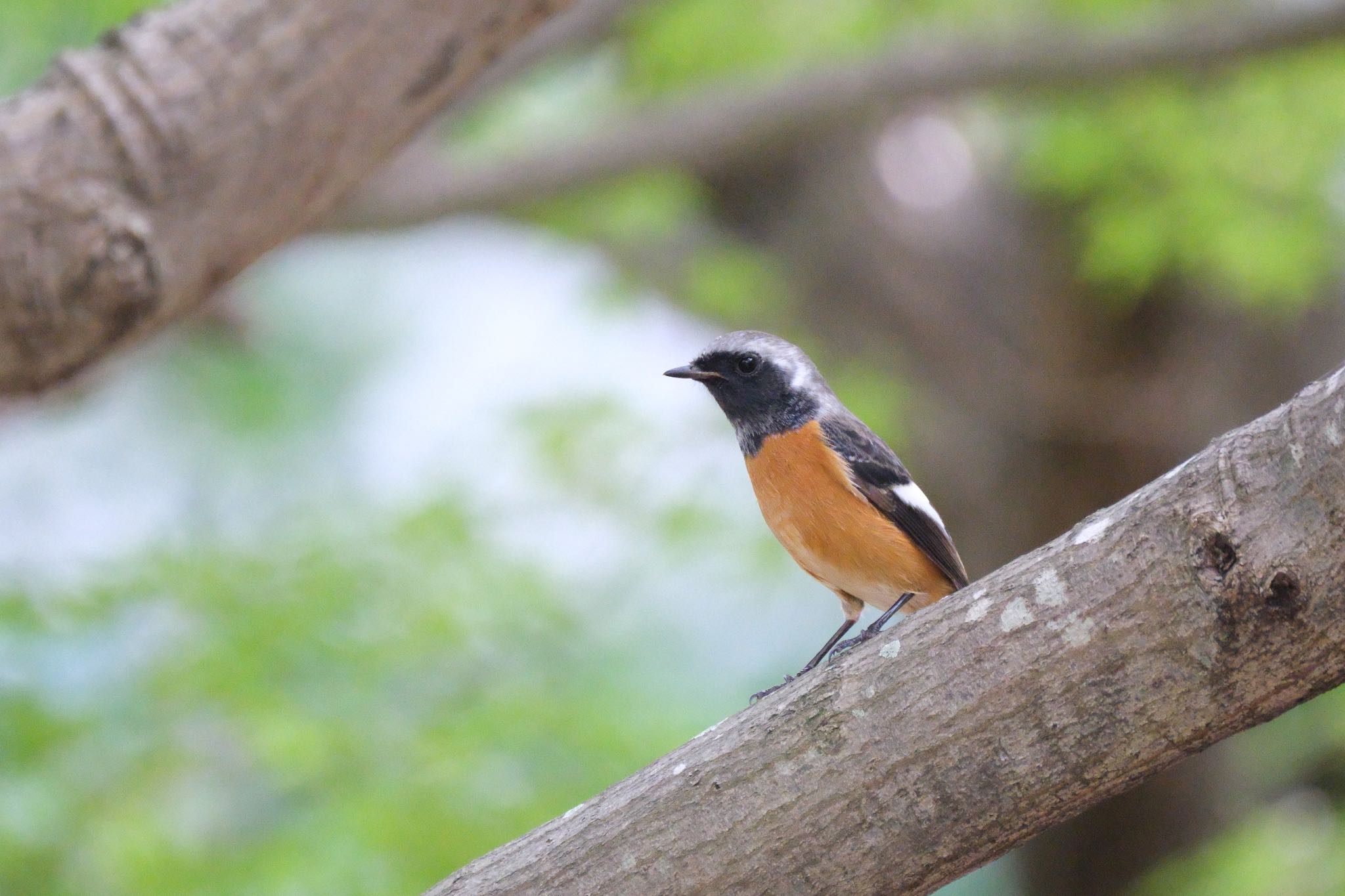 Photo of Daurian Redstart at 源兵衛川 by ポン介